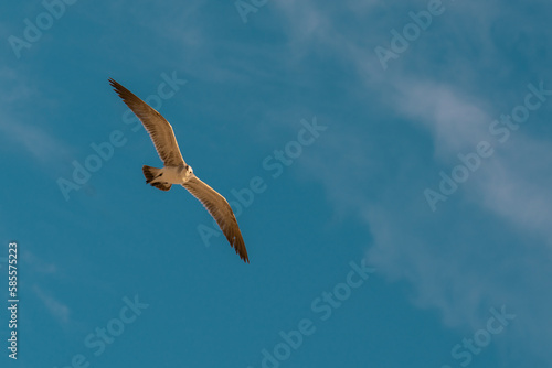 Seagull flying in a blue sunny sky