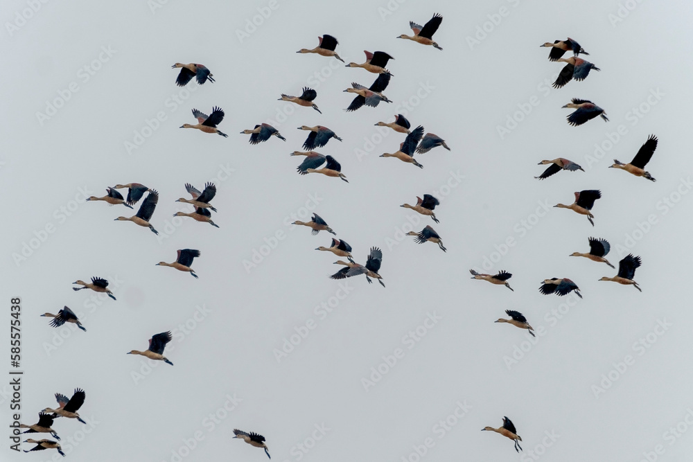 lesser whistling duck, Padma river, Rajshahi, bangladesh lesser whistling duck, Padma river, Rajshahi, bangladesh