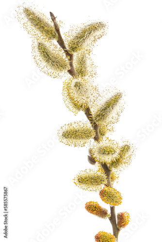 Obraz na płótnie Blossoming pussy-willow twig, isolated on white background w salonie