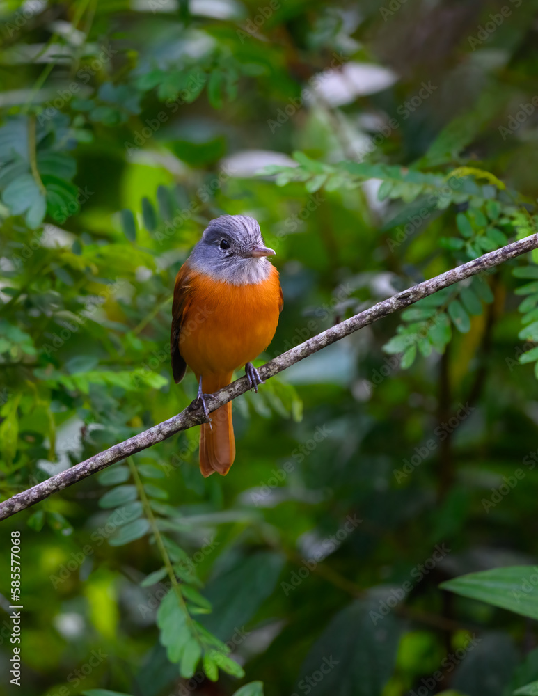 Gray-hooded Attila on tree branch in Atlantic Forest, Brazil Gray-hooded Attila on tree branch in Atlantic Forest, Brazil