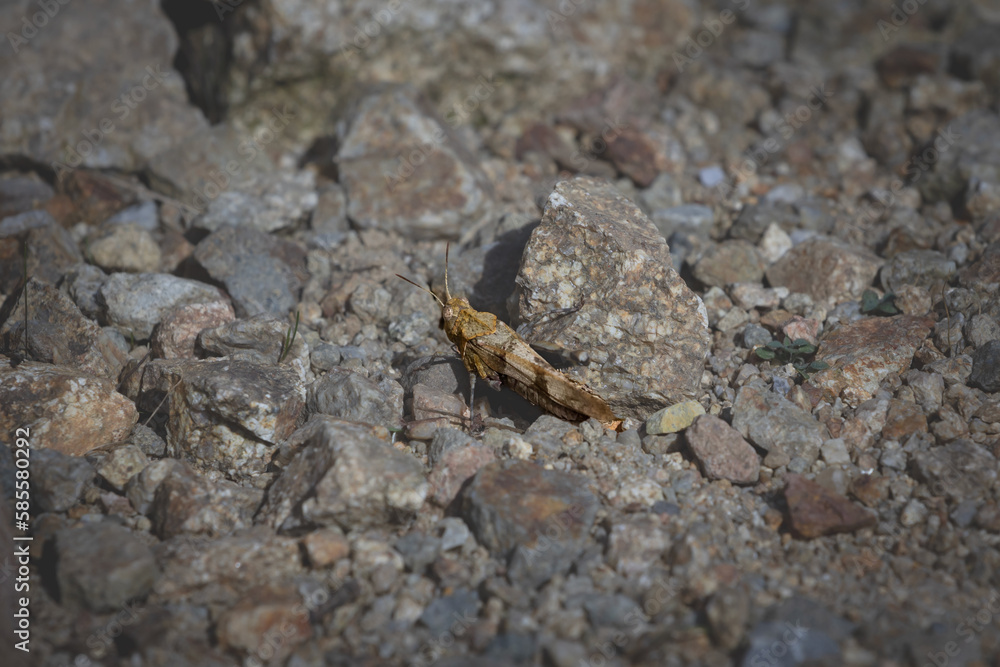 Selective blur on a closeup of a blue winged grasshopper, camouflaging in grey in front of rocks in Romania. Called oedipoda caerulescens, it's a common grasshopper in Europe. Selective blur on a closeup of a blue winged grasshopper, camouflaging in grey in front of rocks in Romania. Called oedipoda caerulescens, it's a common grasshopper in Europe.