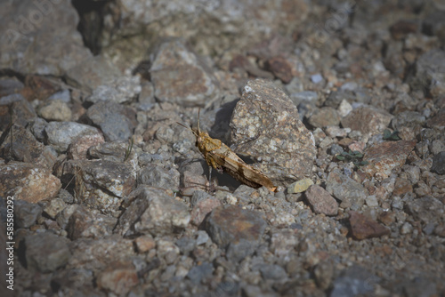 Selective blur on a closeup of a blue winged grasshopper, camouflaging in grey in front of rocks in Romania. Called oedipoda caerulescens, it's a common grasshopper in Europe.