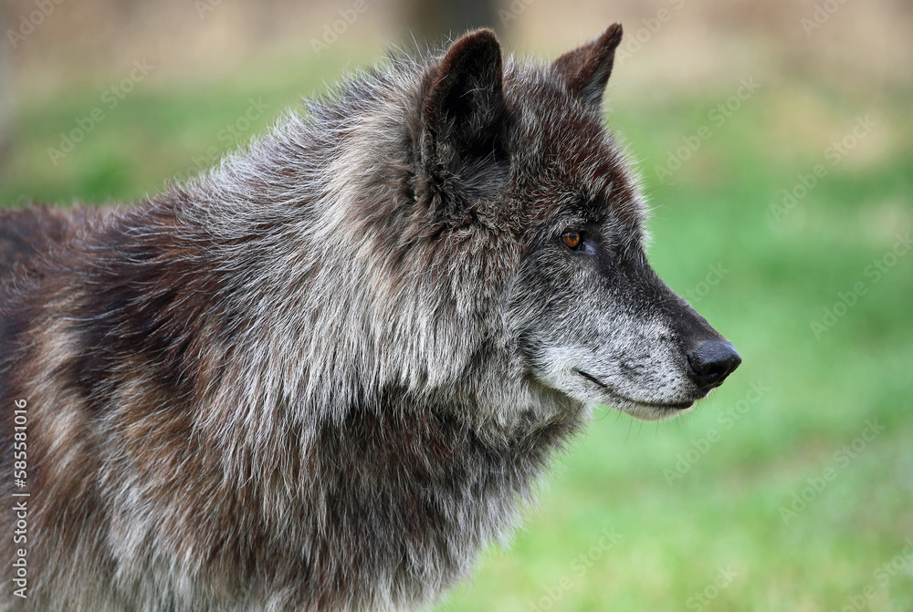 Wolfdog in profile - Canada Wolfdog in profile - Canada