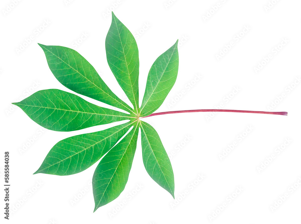 Top view photo of front side of single cassava leaf isolated on white background with clipping path Top view photo of front side of single cassava leaf isolated on white background with clipping path