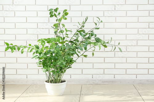 Green houseplant near white brick wall in room © Pixel-Shot