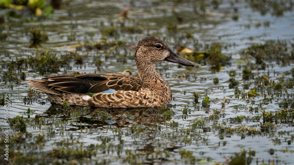 Blue-winged Teal Blue-winged Teal