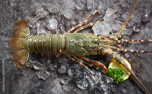 Fotografi spiny lobster seafood on ice, fresh lobster or rock lobster with herb and spices