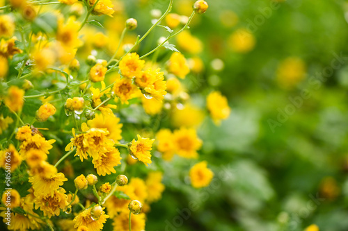 field of chrysanthemum flowers on tree in the garden, floral chrysanthemum yellow flowers in summer