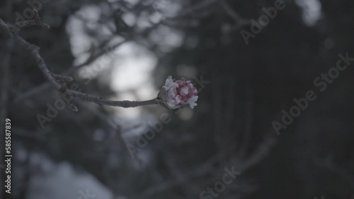 Beautiful flower closeup shot, 1080p 60fps slog 2 (ID: 585587839)