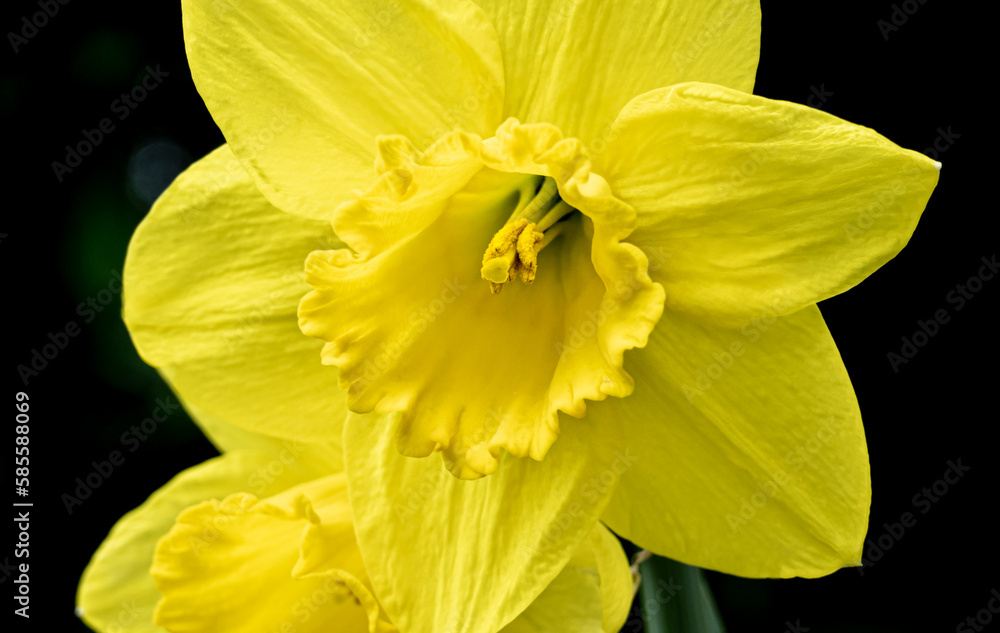 Closeup view of a yellow daffodil flower with intricate stamen detail Closeup view of a yellow daffodil flower with intricate stamen detail