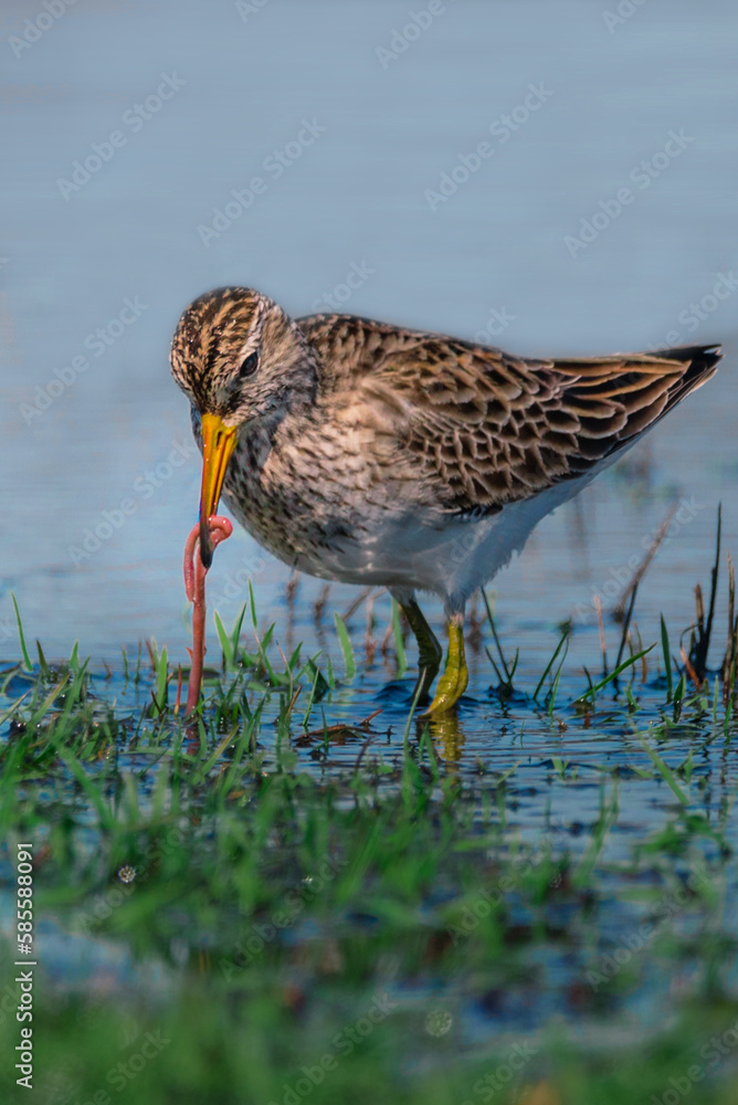 A pectoral sandpiper, Calidris melanotos, on the edge of the water, catching a earth worm. A pectoral sandpiper, Calidris melanotos, on the edge of the water, catching a earth worm.