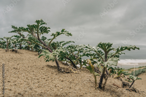 Silver Beachweed (Ambrosia chamissonis) or silver burr ragweed plant close-up on sandy beach, California photo