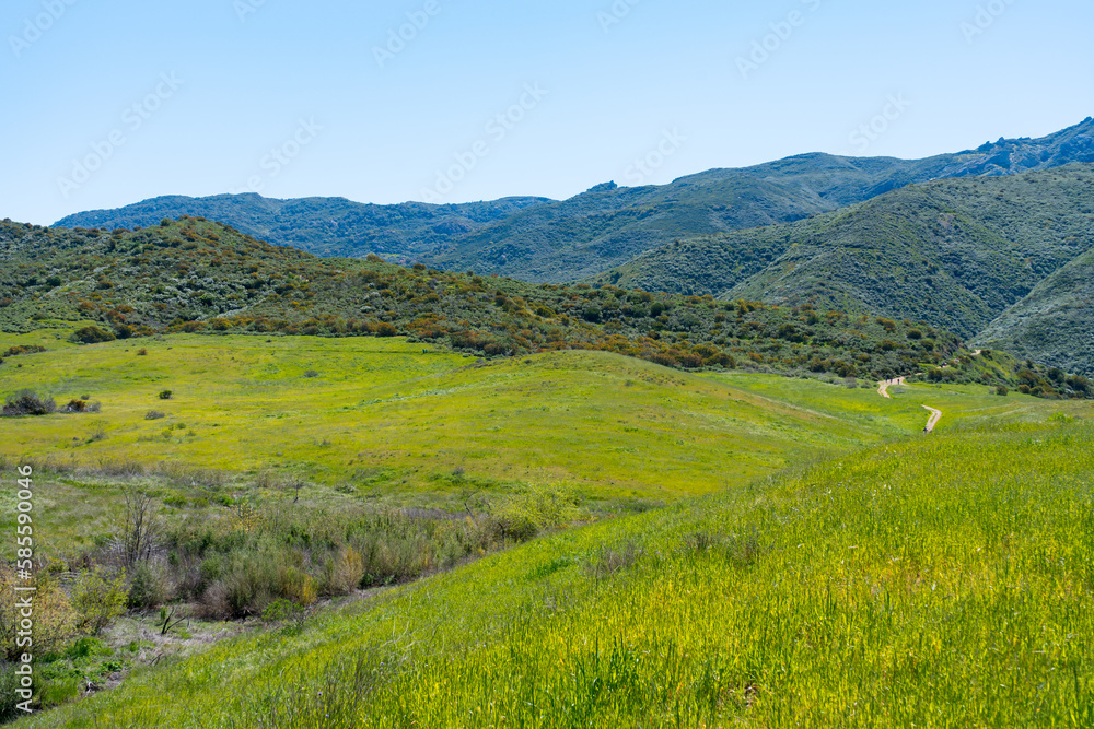 Fototapeta premium Clear blue skies and lush green grass after lots of rain in Southern California. Pictures taken midday during a hike in Spring season at Rancho Sierra Vista/Satwiwa