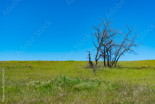 Clear blue skies and lush green grass after lots of rain in Southern California. Pictures taken midday during a hike in Spring season at Rancho Sierra Vista/Satwiwa