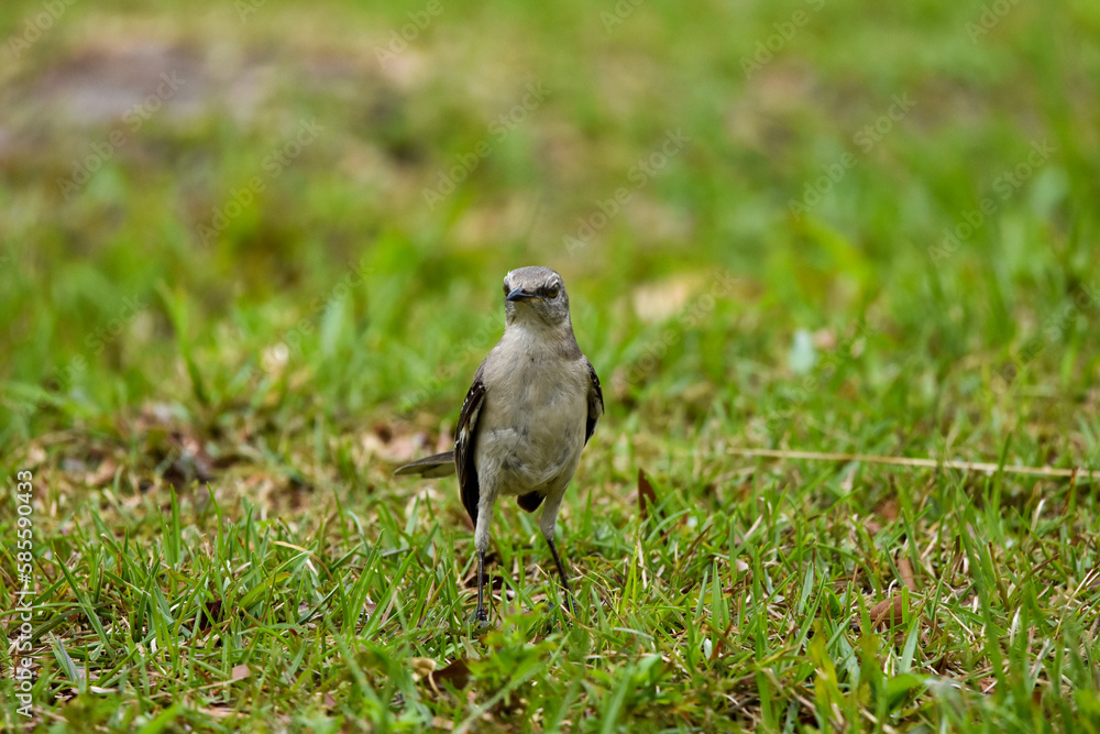 Obraz premium Mockingbird standing on grass