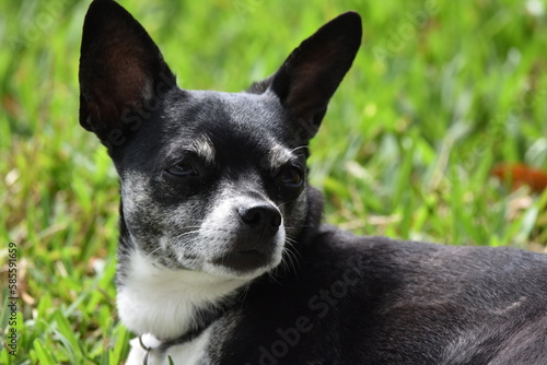Black Chihuahua Dog