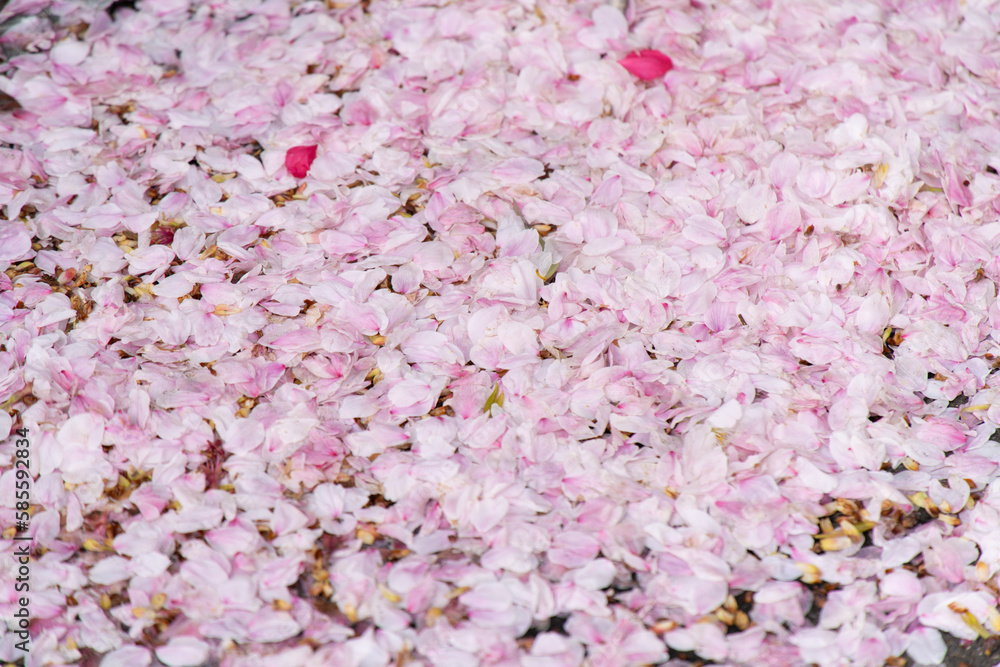 Fototapeta premium 桜の絨毯