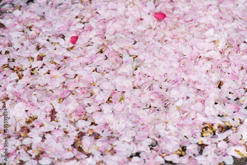 桜の絨毯 © 孤　月