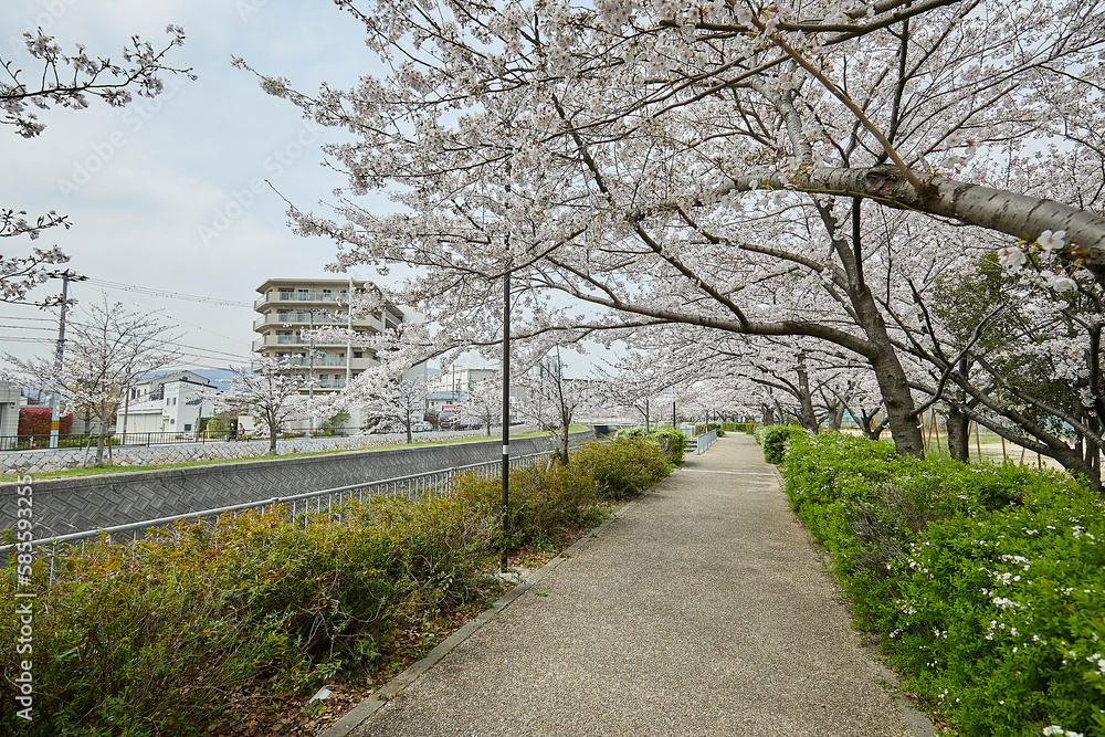 桜 桜