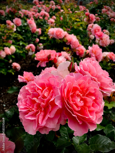 pink roses in garden