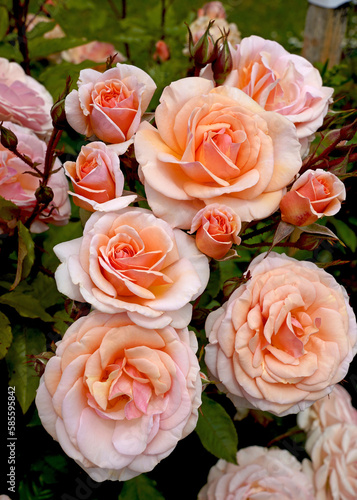 Rosa 'Sweet Honey' (Kormecaso).  This beautiful floribunda rose was voted 2020 Rose of the Year by the Royal Horticultural Society.  Bred by Kordes Roses.