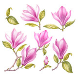 Rose watercolor magnolia. Set of differents pink flower on white background. Elegant spring floral illustration