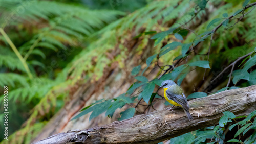 A beautiful little eastern yellow robin (Eopsaltria australis) sits on a branch surrounded by magnificent green scenery, koala bushland national park near brisbane, queensland, Australia photo