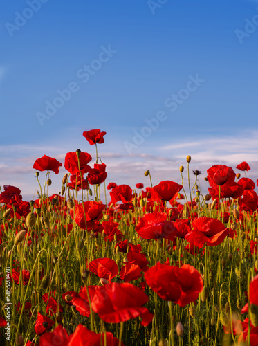 Anzac background. Poppy field, Remembrance day, Memorial in New Zealand, Australia, Canada and Great Britain. Red poppies. Memorial armistice Day. Historic war memory.