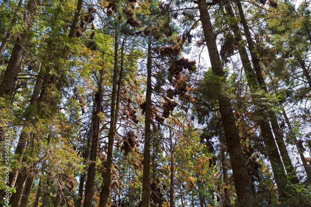 monarch butterflies cluster on fir trees at rosario sanctuary michoacan mexico monarch butterflies cluster on fir trees at rosario sanctuary michoacan mexico