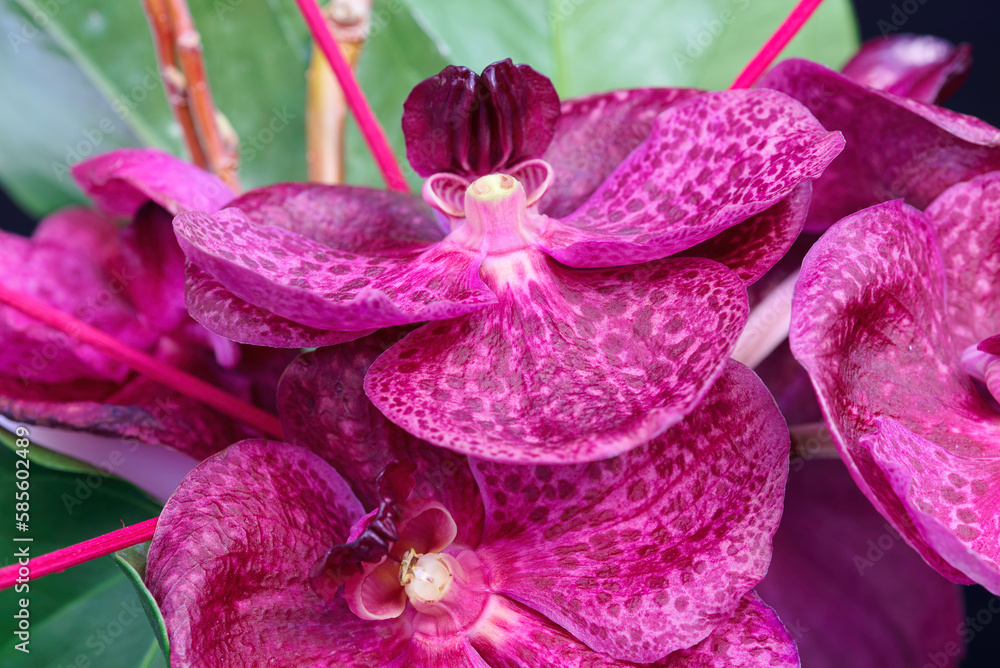 purple orchid flower purple orchid flower
