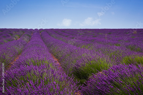 Lavender bushes in bloom in provence