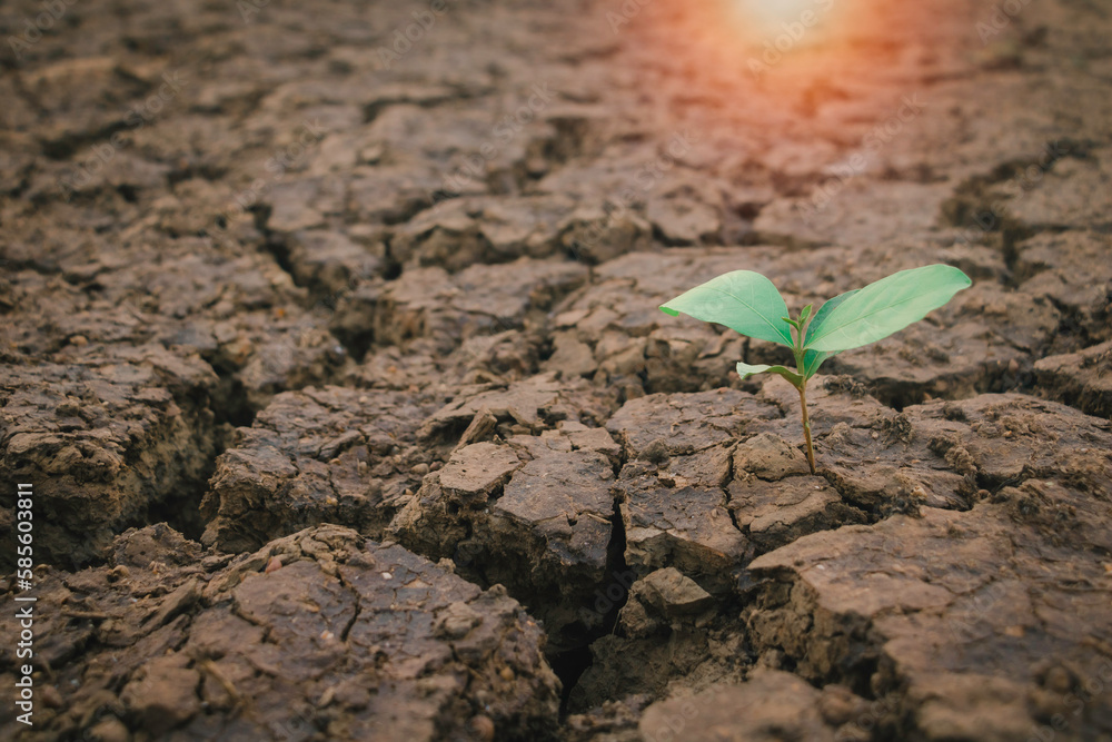 Close up young plant growing up on desolate land.New life concept.Small