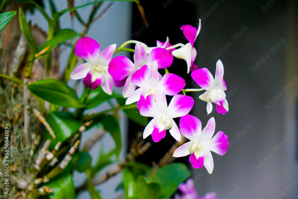 beautiful orchid flowers on tree