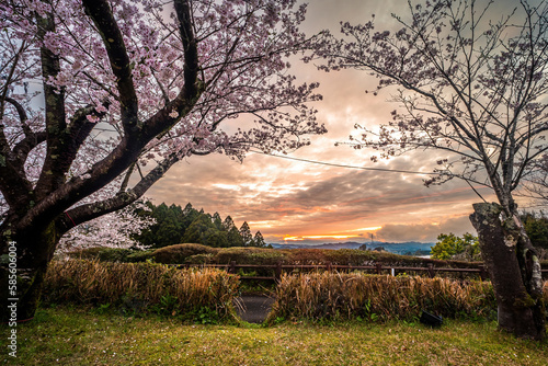 Beautiful sakura and sunset in Japan 