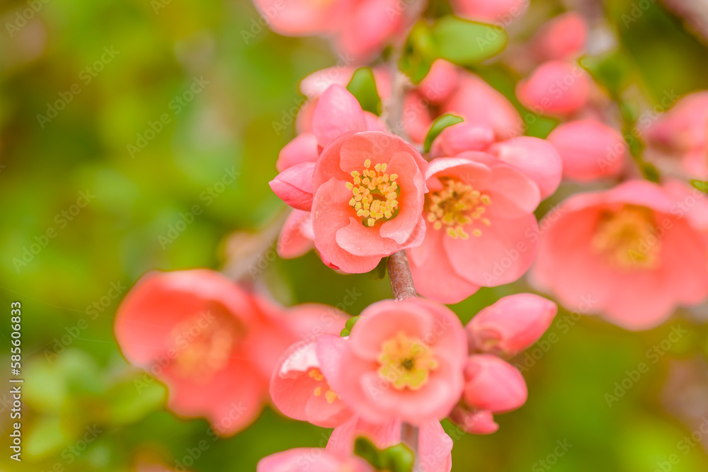 Obraz premium 早春の花 ボケの花