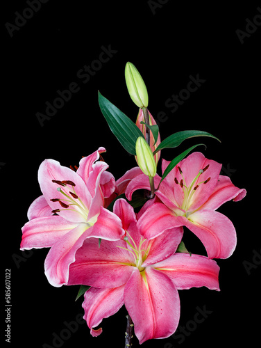 pink lily flower