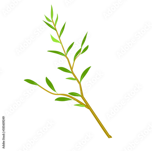 Willow tree vector illustration on white background