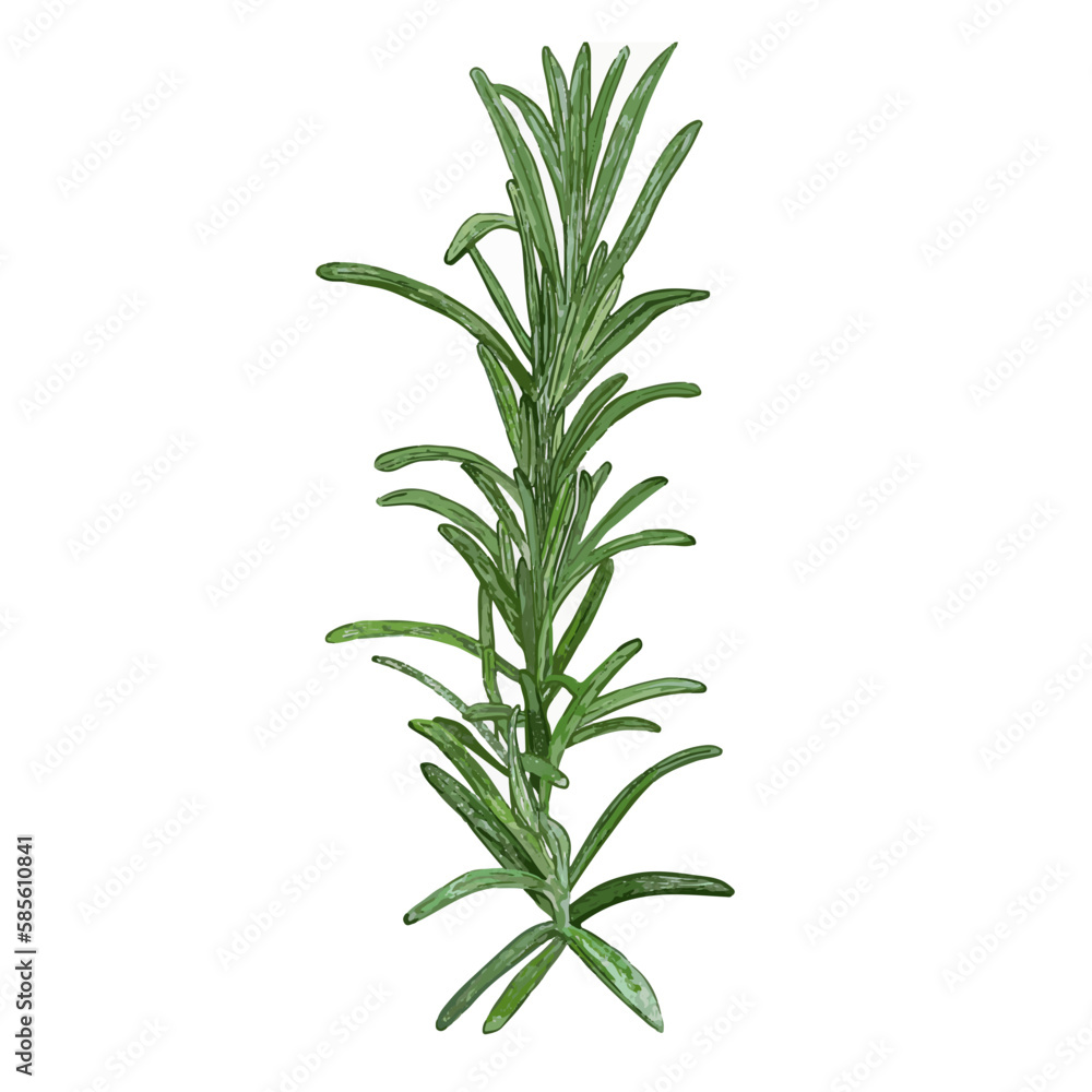 rosemary isolated on white rosemary isolated on white
