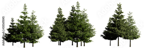 groups of conifer trees isolated on transparent background