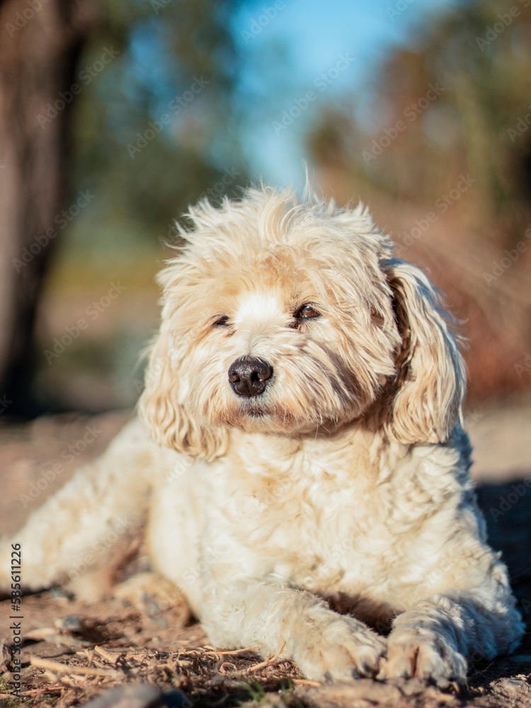 dog in the park