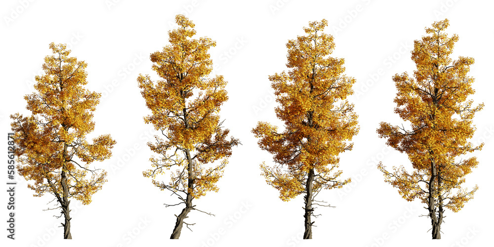 autumn trees with roots, collection of beautiful tree groups isolated on transparent background