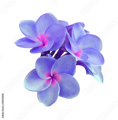 Plumeria or Frangipani or Temple tree flower. Close up blue-purple frangipani flowers bouquet isolated on transparent background.