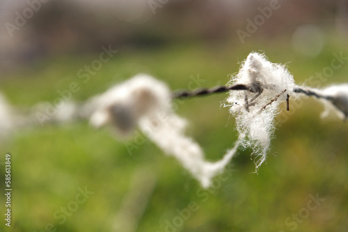 Sheep wool caught in barbed wire. White wool on the wires.