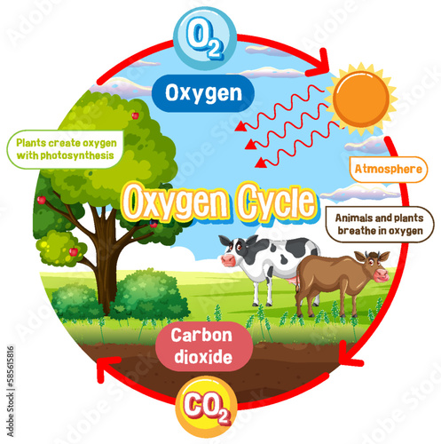 Oxygen Cycle Diagram for Science Education
