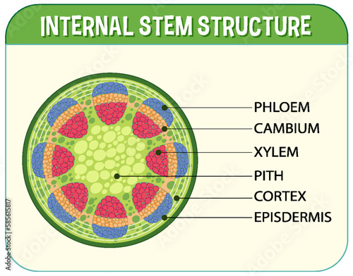 Internal structure of stem diagram