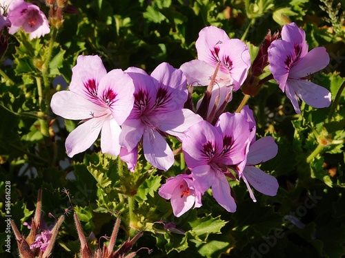 White, pink and purple pelargonium or geranium flowers