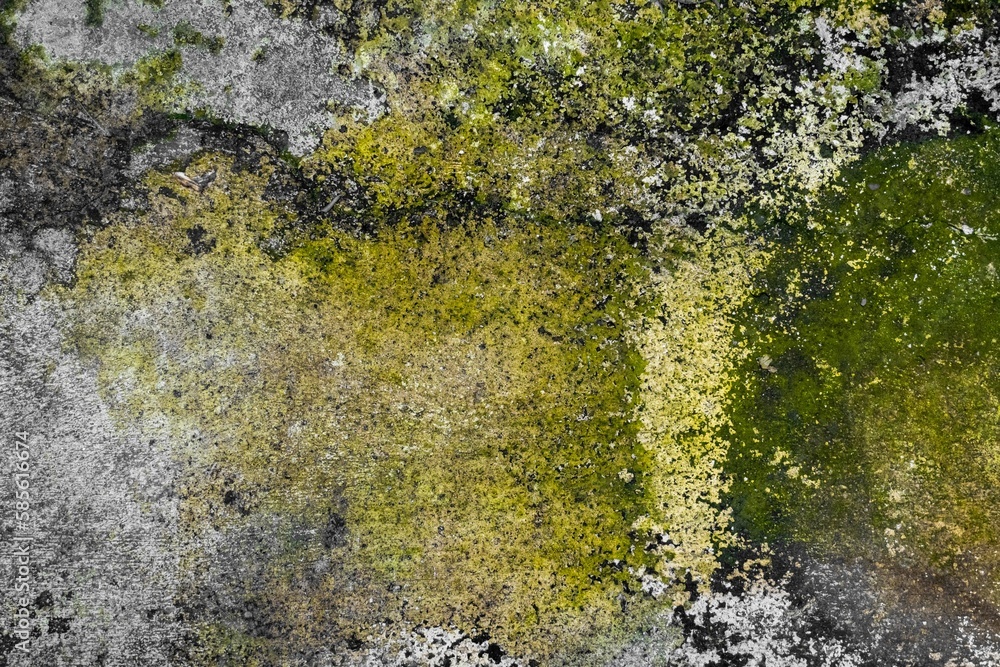 lichen on a stone wall and moss texture lichen on a stone wall and moss texture