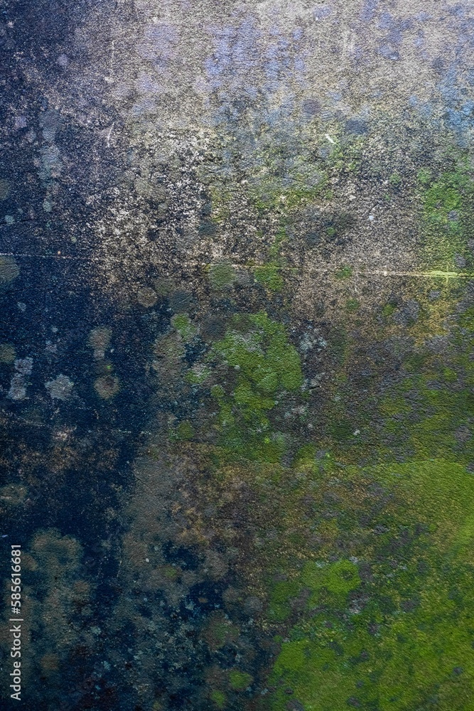 lichen on a stone wall and moss texture lichen on a stone wall and moss texture