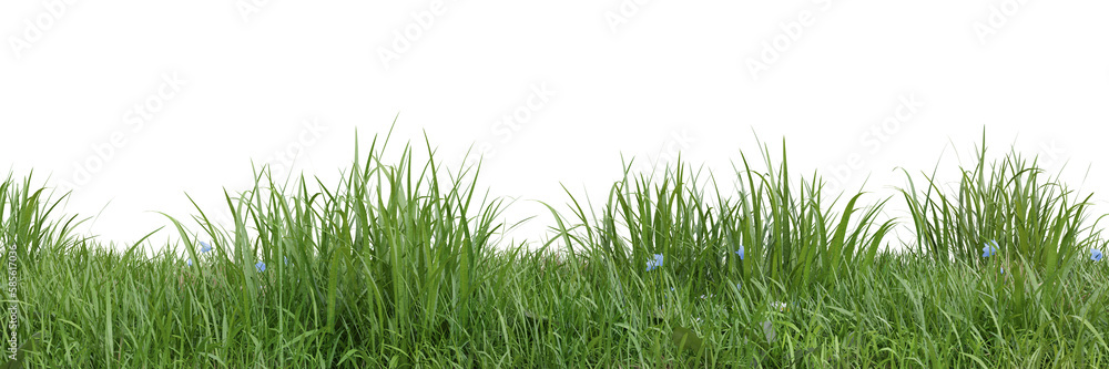 Green grass on transparent background 3d rendering png Green grass on transparent background 3d rendering png