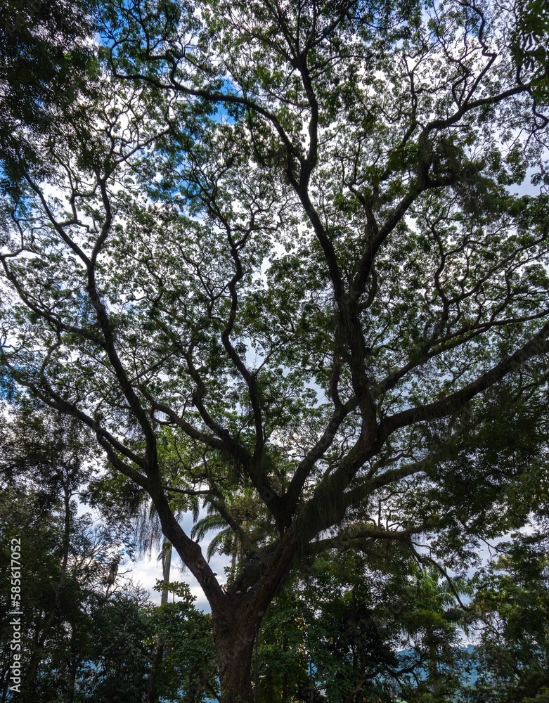 trees and sky in the park trees and sky in the park